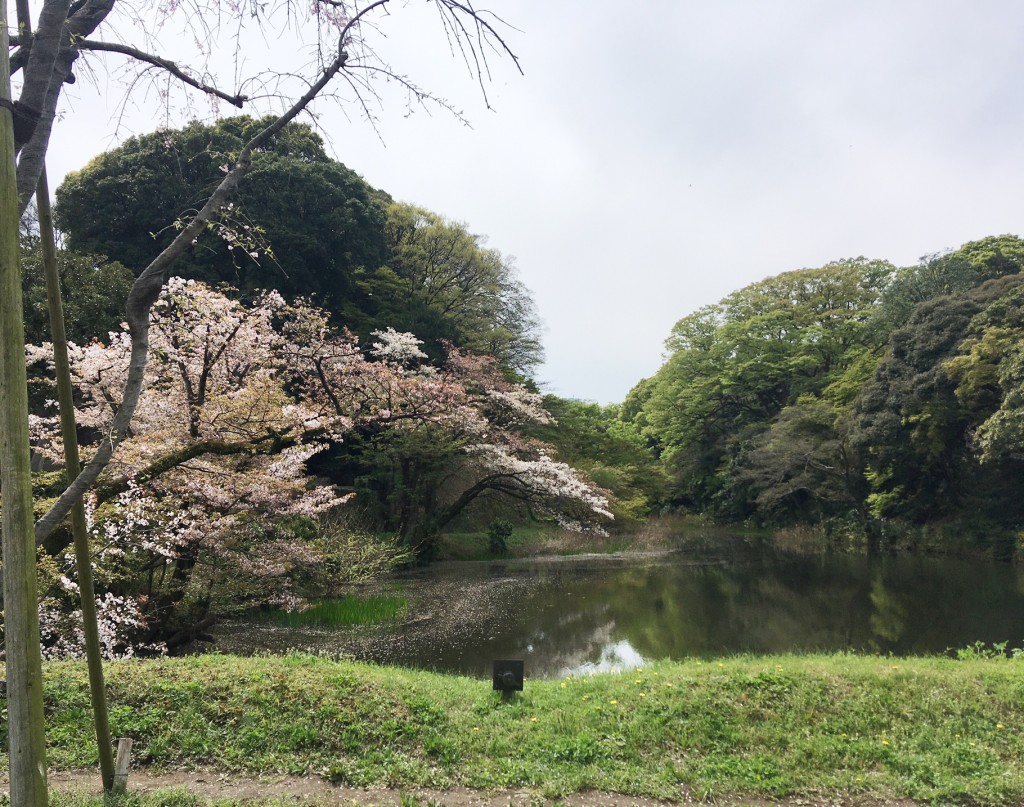 20230401皇居−１