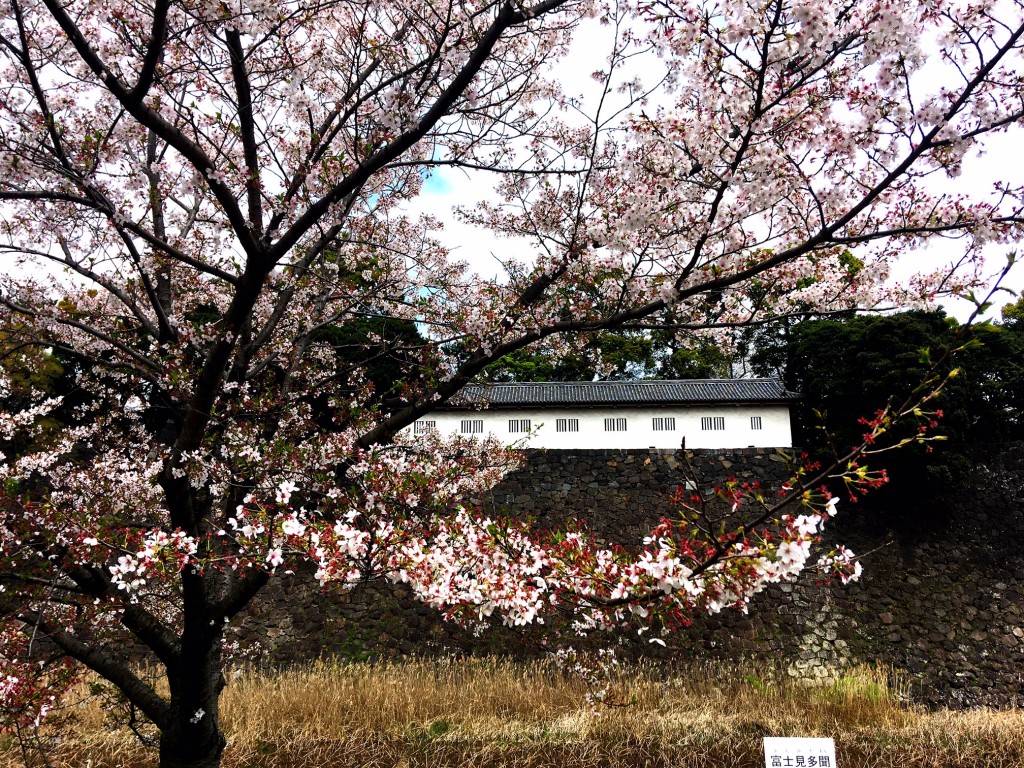20230401皇居−２